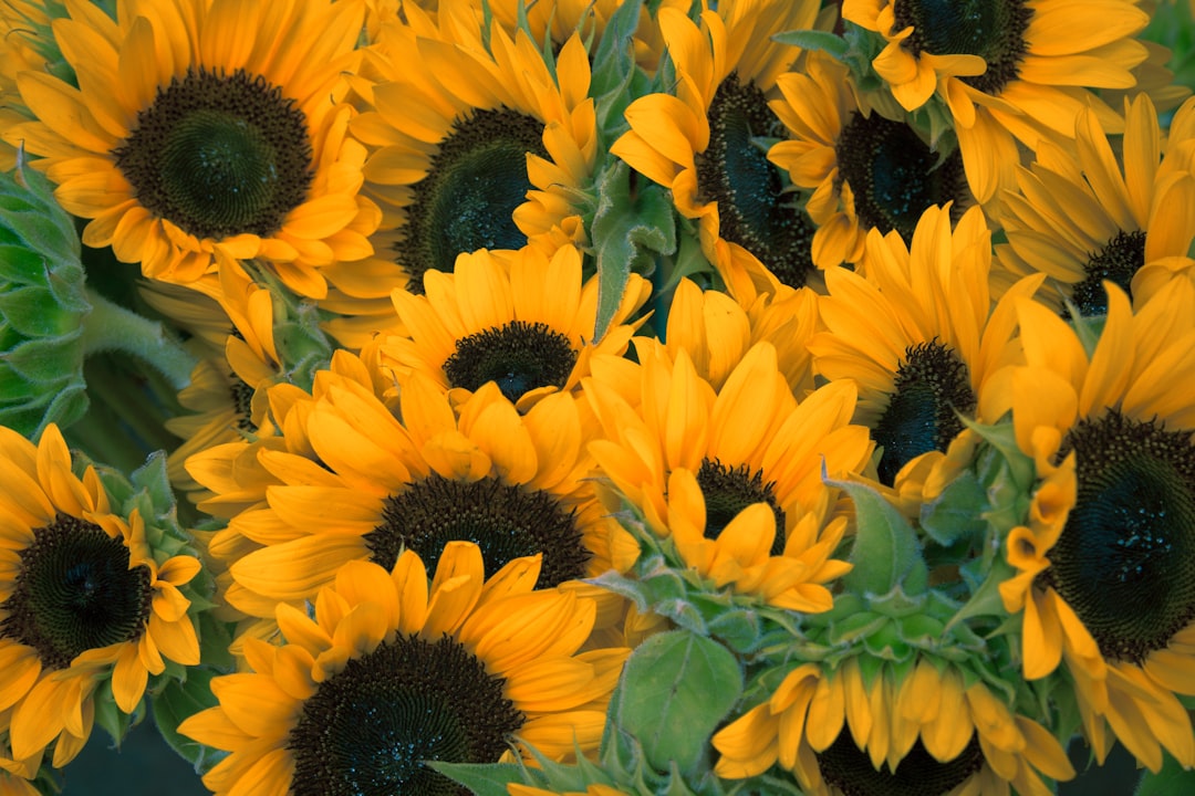 Discover the Beauty of Local Flower Shops in Peoria, IL